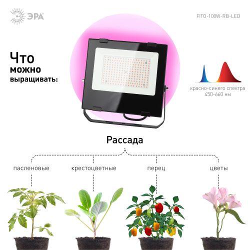 Прожектор красно-синего спектра FITO-100W-RB-LED ЭРА (Б0046369)