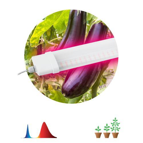 Линейный светильник красно-синего спектра FITO-36W-RB-N (10/240) ЭРА (Б0045697)